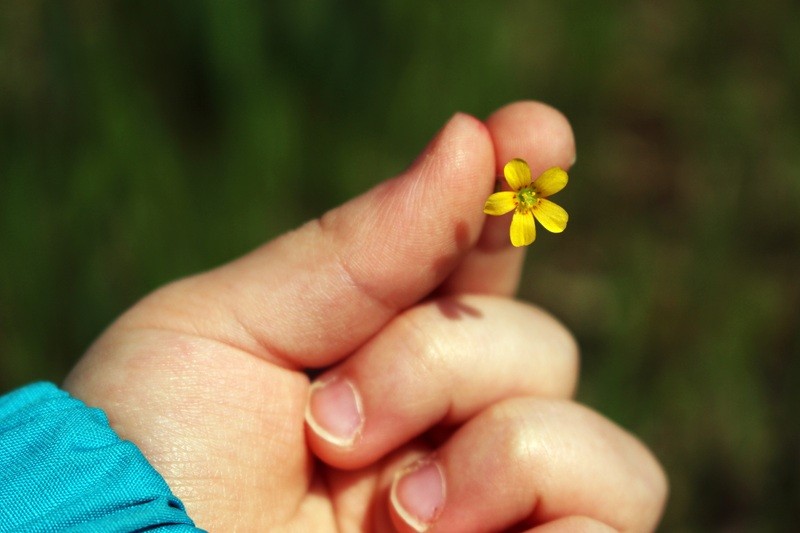 hand-grass-plant-photography-leaf-flower-1046204-pxhere.com
